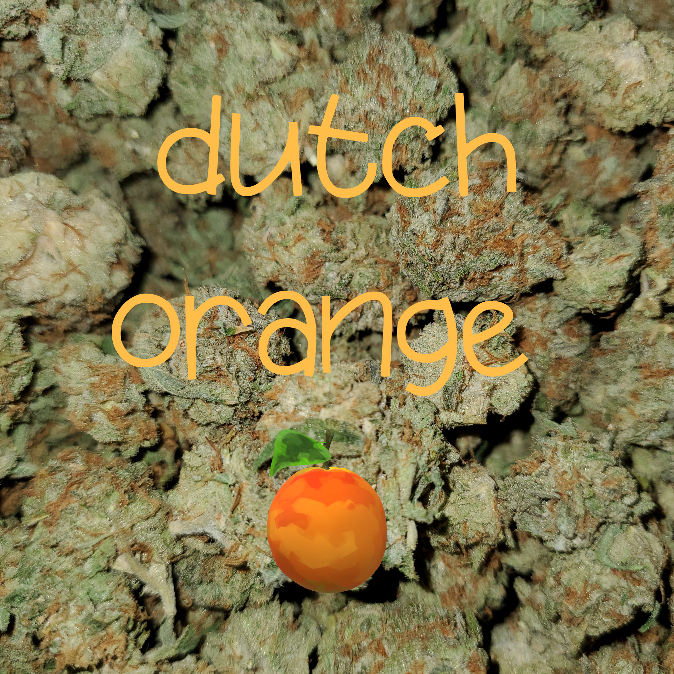 Buy Dutch Orange "The Royal Orange" (24% THC) Cannabis Online in Canada