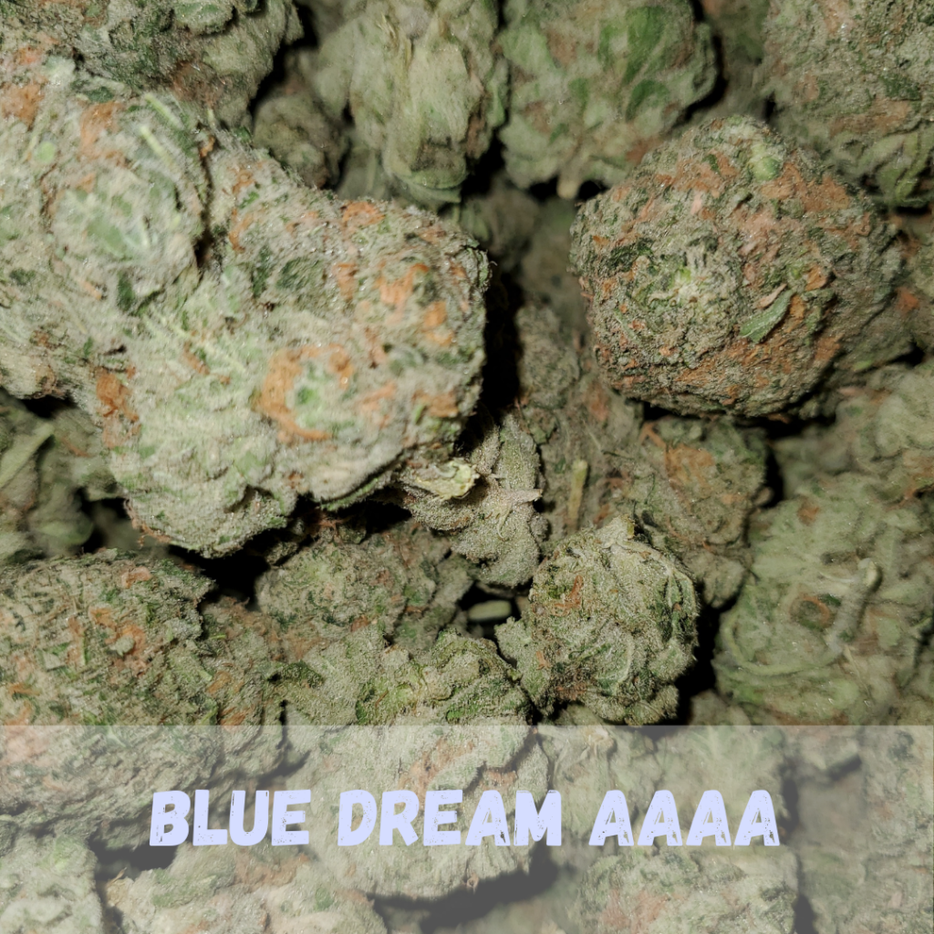 Buy Blue Dream AAAA 25% THC Marijuana Online in Canada | Gourmet Grass ...