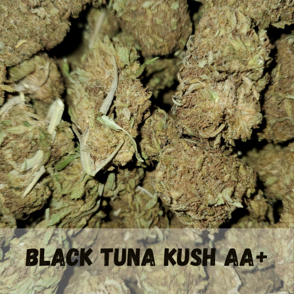 Buy Black Tuna Kush AA+ Marijuana Online in Canada Gourmet Grass Canada